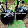 Hot Sale Hybrid Black Round Eggplant Seeds For Cultivation